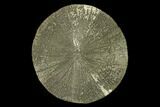 Pyrite Sun - Sparta, Illinois #137885-1